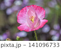 ヒナゲシ 141096733