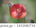 ヒナゲシ 141096734