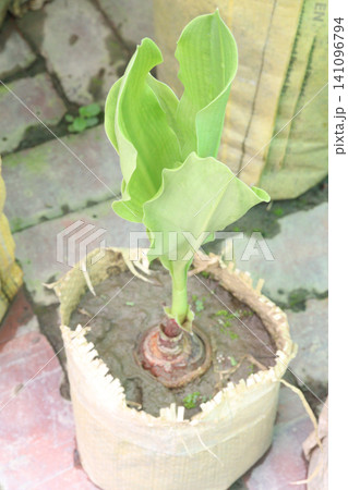 Blood Lily or Haemanthus flower plant on nursery Blood Lily or Haemanthus flower plant on nursery 141096794