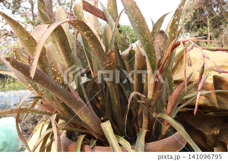 Billbergia bromeliad, Billbergia is a genus of flowering plants Billbergia bromeliad, Billbergia is a genus of flowering plants 141096795
