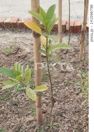 Gardenia sootepensis, Golden Gardenia flower plant Gardenia sootepensis, Golden Gardenia flower plant 141096796