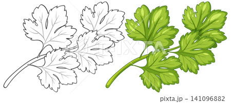 Fresh Green Parsley and Basil Herb Vector Illustration Set 141096882