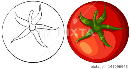 Top View Vector Illustration of Red Tomato and Line Art Outline Top View Vector Illustration of Red Tomato and Line Art Outline 141096948