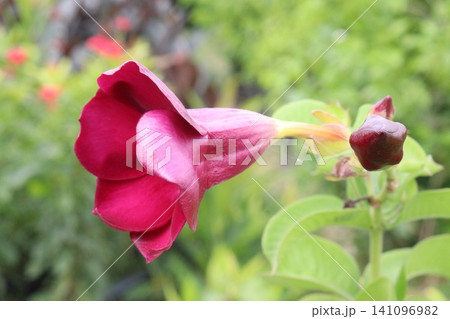 Allamanda blanchetii, Purple Allamanda, Brazilian Jasmine perennial flowering plant Allamanda blanchetii, Purple Allamanda, Brazilian Jasmine perennial flowering plant 141096982