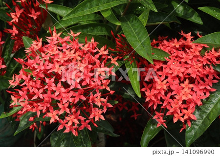 Chinese ixora flower plant on farm Chinese ixora flower plant on farm 141096990