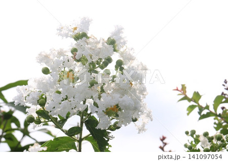 Crepe myrtle, Lagerstroemia Moonlight Magic flower plant 141097054