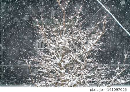 激しい大雪の中で枝に雪が積もった落葉樹の冬の自然風景 激しい大雪の中で枝に雪が積もった落葉樹の冬の自然風景 141097096