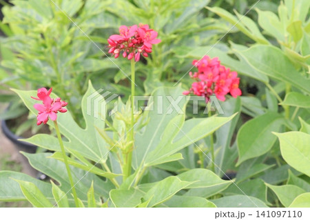 Jatropha integerrima, Pandurifolia, Peregrina, Spicy Jatropha Plant Jatropha integerrima, Pandurifolia, Peregrina, Spicy Jatropha Plant 141097110