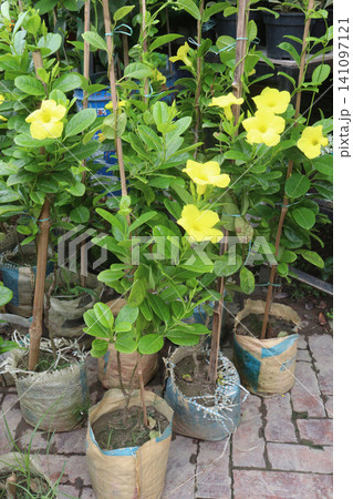 Pentalinon luteum flower plant on nursery Pentalinon luteum flower plant on nursery 141097121