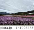 満開の芝桜と遠くに見える山 141097278