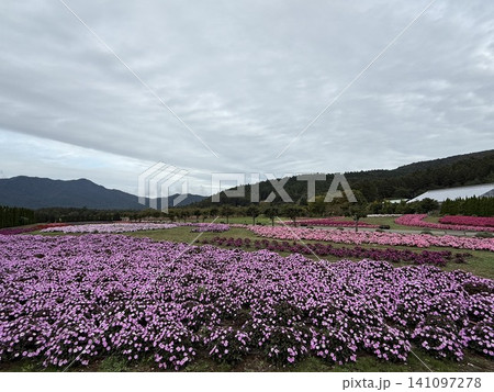 満開の芝桜と遠くに見える山 満開の芝桜と遠くに見える山 141097278