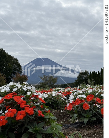 富士山とたくさんの花 富士山とたくさんの花 141097281