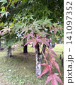 紅葉をつけた木 141097352