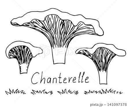 Simple hand-drawn ink vector drawing. Forest mushroom chanterelle, grass, handwritten inscription. Element of nature, food, crop. Set for product labels, stickers. 141097378