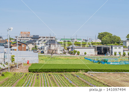 磐田市のビニールハウスと茶畑と街並み(静岡県) 磐田市のビニールハウスと茶畑と街並み(静岡県) 141097494