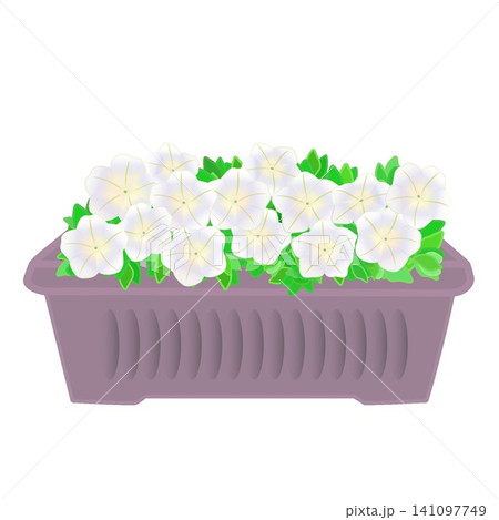 プランターに植えられたペチュニアのイラスト プランターに植えられたペチュニアのイラスト 141097749