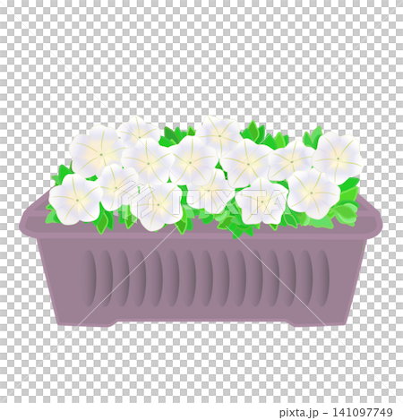 プランターに植えられたペチュニアのイラスト プランターに植えられたペチュニアのイラスト 141097749
