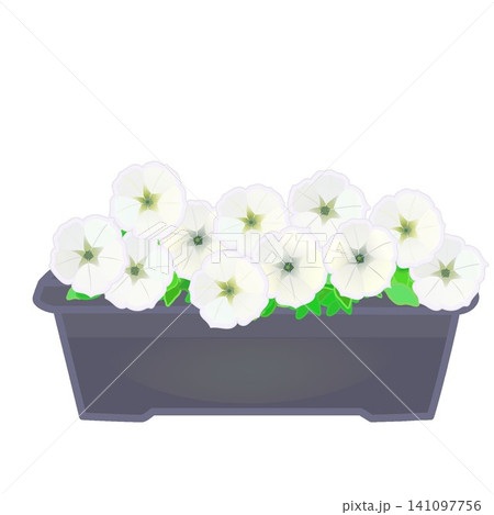 プランターに植えられたペチュニアのイラスト プランターに植えられたペチュニアのイラスト 141097756