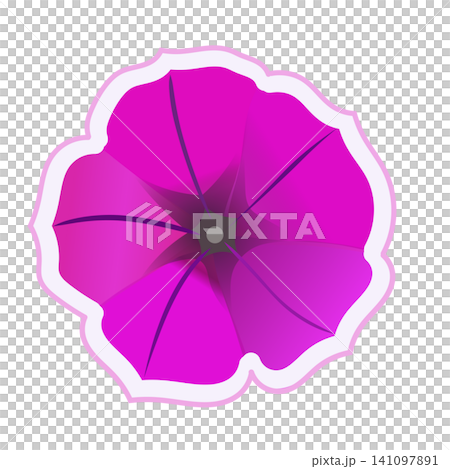 白い縁取りのあるペチュニアのイラスト 141097891
