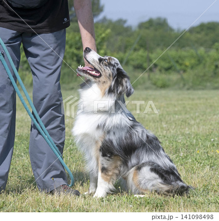 training of australian shepherd training of australian shepherd 141098498