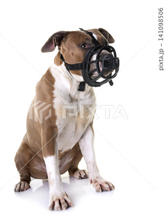 american staffordshire terrier american staffordshire terrier 141098506