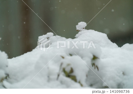 積雪した庭木シマトネリコと雪の中から覗く葉の冬の風景 141098736