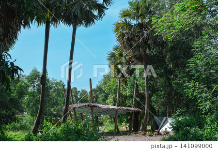 palm trees on the beach 141099000