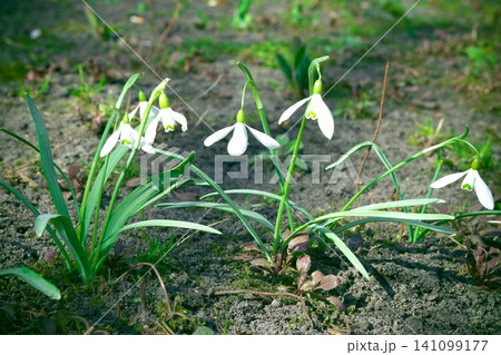 Beautiful snowdrop flowers (Galanthus nivalis) at spring. The first flowers of snowdrops in early spring 141099177