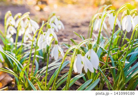 Beautiful snowdrop flowers (Galanthus nivalis) at spring. The first flowers of snowdrops in early spring Beautiful snowdrop flowers (Galanthus nivalis) at spring. The first flowers of snowdrops in early spring 141099180