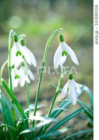 Beautiful snowdrop flowers (Galanthus nivalis) at spring. The first flowers of snowdrops in early spring Beautiful snowdrop flowers (Galanthus nivalis) at spring. The first flowers of snowdrops in early spring 141099184