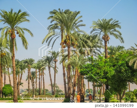 Park with green palms in Egypt. View of palm trees and against blue sky in garden Park with green palms in Egypt. View of palm trees and against blue sky in garden 141099199