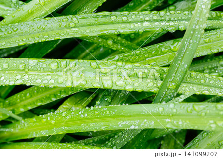 Fresh green leafs with dew drops close up. Water driops on the fresh leafs after rain. Light morning dew on the green leafs. Fresh green leafs with dew drops close up. Water driops on the fresh leafs after rain. Light morning dew on the green leafs. 141099207