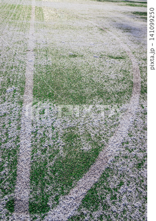 The football field with artificial green grass is covered with a light layer of snow. Early spring. Green grass on the football field is visible from under the snow. Amateur football field. The football field with artificial green grass is covered with a light layer of snow. Early spring. Green grass on the football field is visible from under the snow. Amateur football field. 141099250