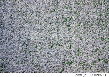 The football field with artificial green grass is covered with a light layer of snow. Early spring. Green grass on the football field is visible from under the snow. Amateur football field. The football field with artificial green grass is covered with a light layer of snow. Early spring. Green grass on the football field is visible from under the snow. Amateur football field. 141099251