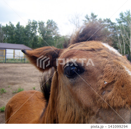 Close-up portrait of a young brown foal's face with a messy mane. The young horse has a white stripe on its nose where a little fly is resting. Farm buildings and green trees blur in the background Close-up portrait of a young brown foal's face with a messy mane. The young horse has a white stripe on its nose where a little fly is resting. Farm buildings and green trees blur in the background 141099294
