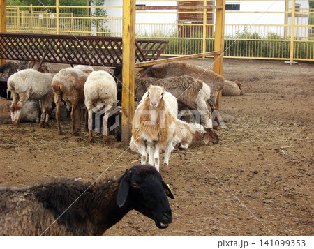 Group of sheep gathered in a dusty farm enclosure. Some animals are eating from a wooden rack, while others rest on the ground. One curious sheep stands out in the center, looking at the camera Group of sheep gathered in a dusty farm enclosure. Some animals are eating from a wooden rack, while others rest on the ground. One curious sheep stands out in the center, looking at the camera 141099353