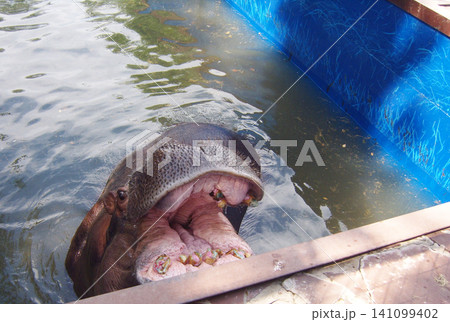 Large hippopotamus is partially submerged in a pool of water with its mouth wide open, displaying its teeth and gums. The animal looks up towards Large hippopotamus is partially submerged in a pool of water with its mouth wide open, displaying its teeth and gums. The animal looks up towards 141099402