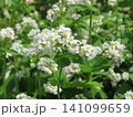 蕎麦の花 141099659