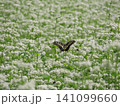 蕎麦の白い花にとまるアゲハ蝶 141099660