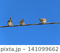 3羽のスズメが電線に止まっている後ろ姿 141099662