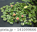 水面に浮かぶ睡蓮 141099666