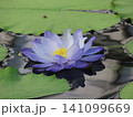 紫の睡蓮 141099669