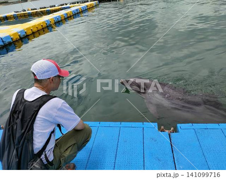 イルカと見つめ合う男性 イルカと見つめ合う男性 141099716