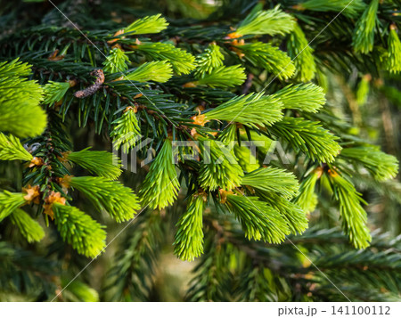 Close view of fresh green pine tree branches in a natural setting during daytime Close view of fresh green pine tree branches in a natural setting during daytime 141100112