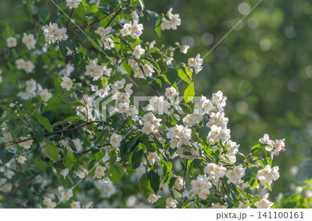 White jasmine blossoms on green branches with soft bokeh background 141100161