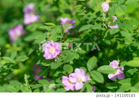 Wild rose blossoms on leafy green shrub in sunlight Wild rose blossoms on leafy green shrub in sunlight 141100185