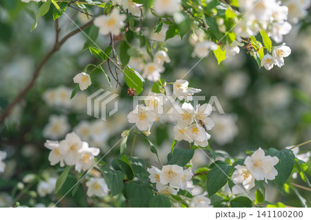 White jasmine blossoms clustered on leafy summer shrub 141100200