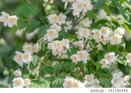 Cluster of white jasmine flowers on green leafy shrub Cluster of white jasmine flowers on green leafy shrub 141100348