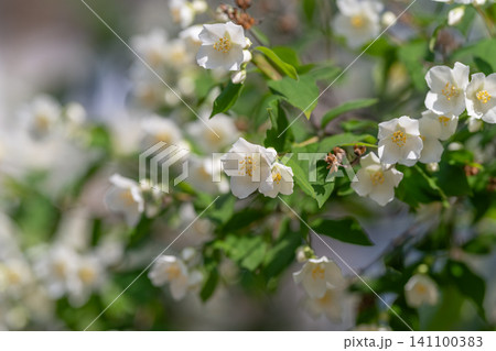 White jasmine blossoms on leafy garden branch 141100383