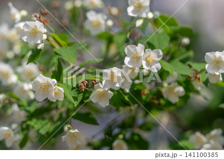 White jasmine blossoms on green shrub in soft sunlight 141100385